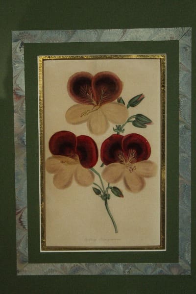 Colorful flower illustration with elegant frame.