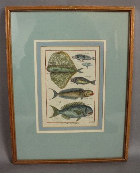 Framed illustration of various fish species.