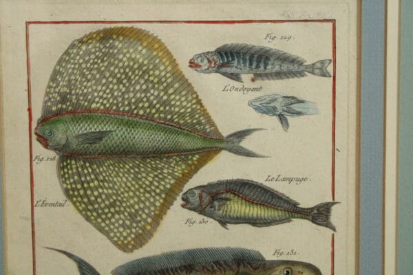 Colorful illustrations of various fish species.