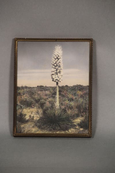 Framed photo of a yucca plant in a field.